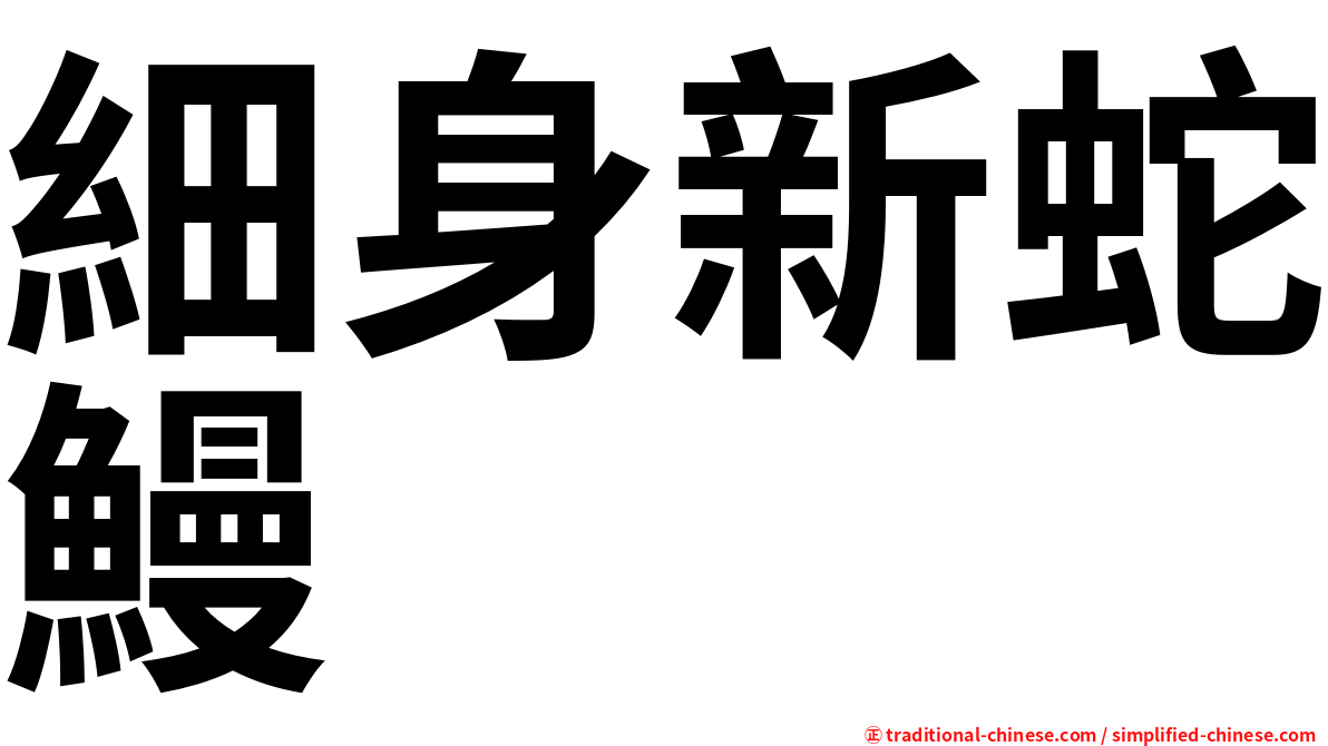 細身新蛇鰻