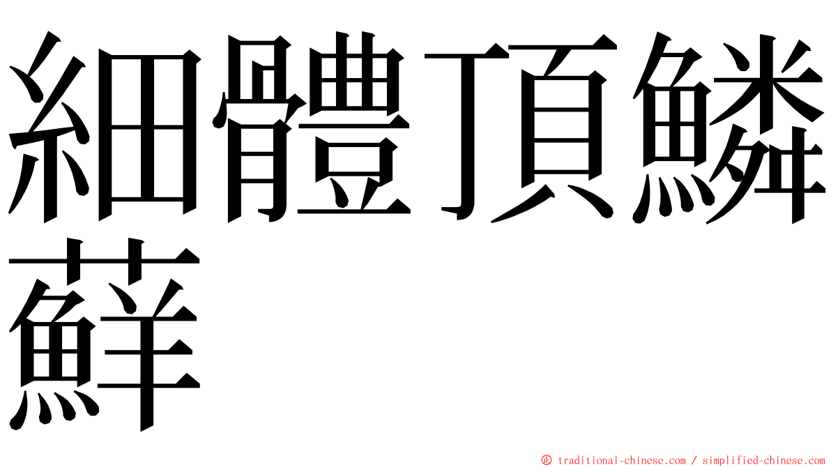 細體頂鱗蘚 ming font
