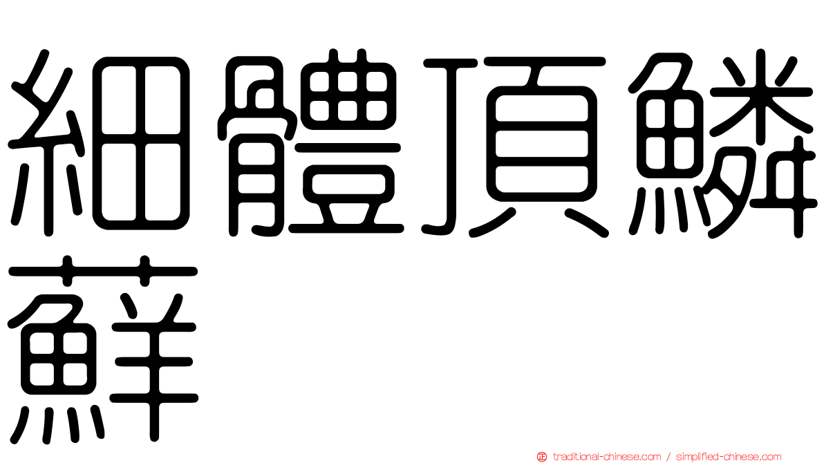 細體頂鱗蘚