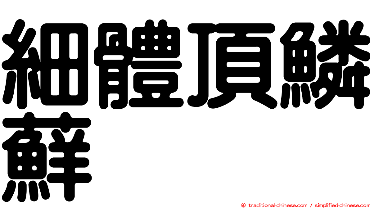 細體頂鱗蘚