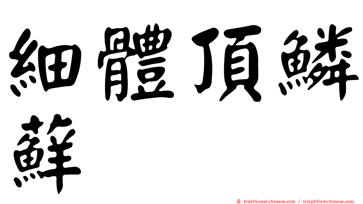細體頂鱗蘚
