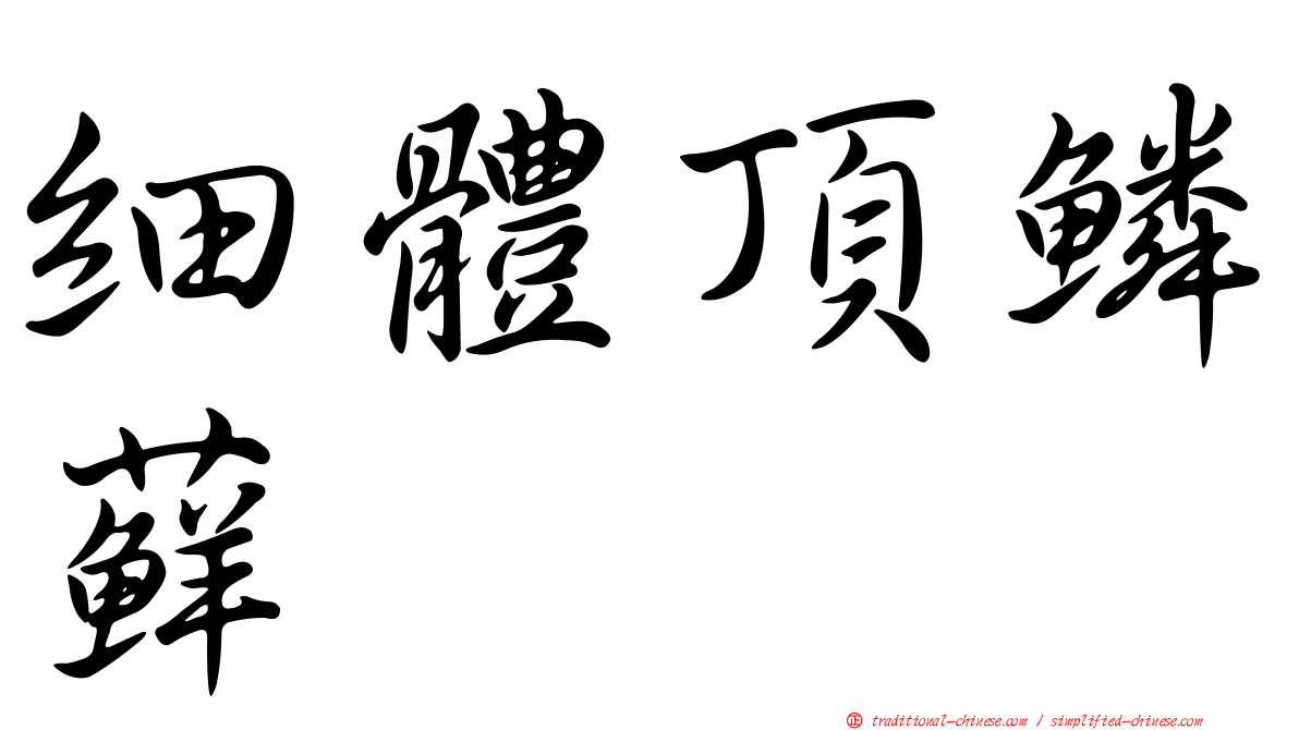 細體頂鱗蘚
