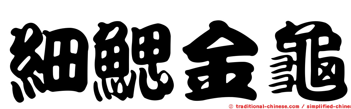 細鰓金龜