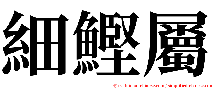 細鰹屬 serif font