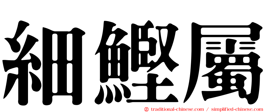 細鰹屬