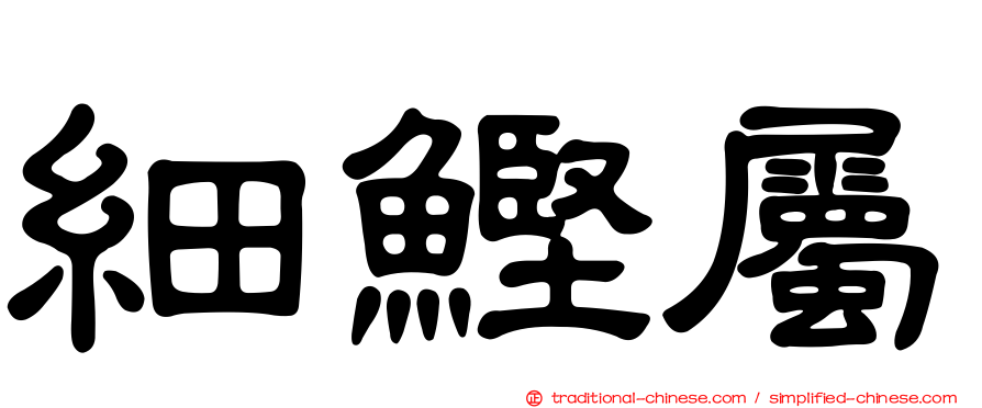 細鰹屬