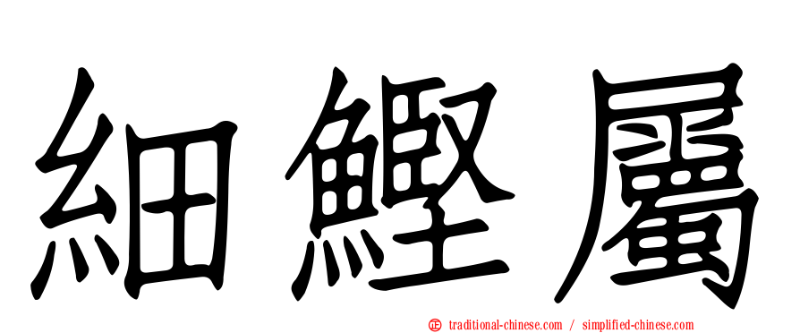 細鰹屬