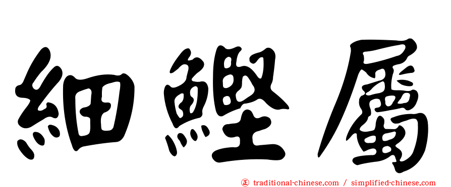 細鰹屬