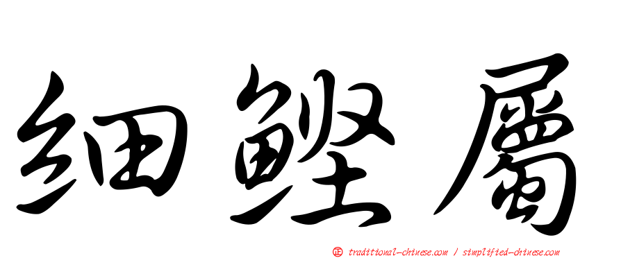 細鰹屬