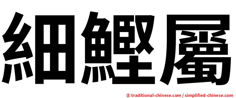 細鰹屬