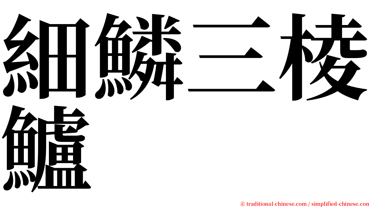 細鱗三棱鱸 serif font