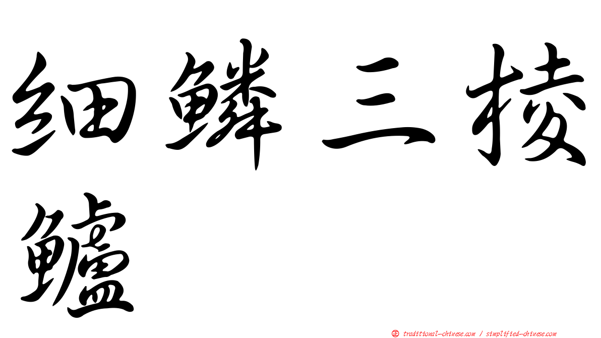 細鱗三棱鱸