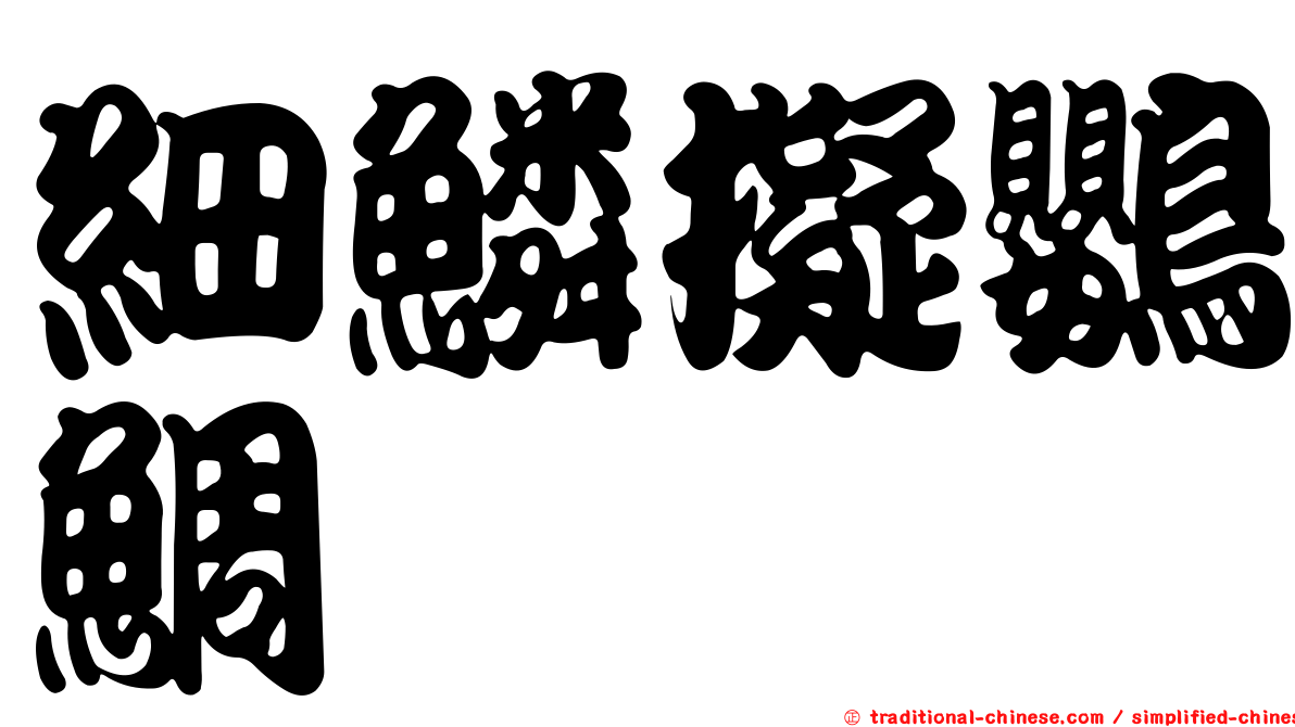 細鱗擬鸚鯛