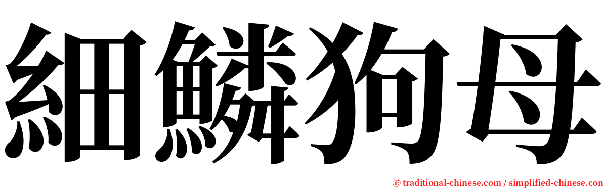 細鱗狗母 serif font