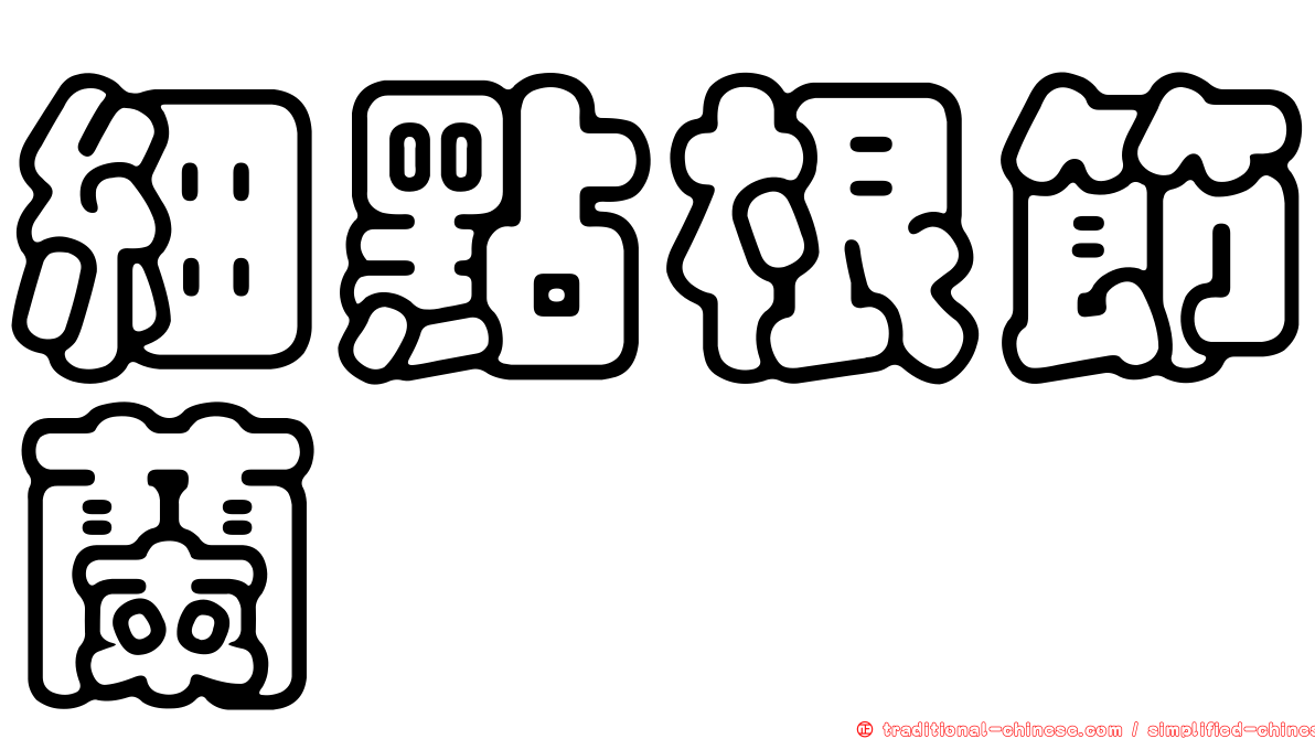細點根節蘭