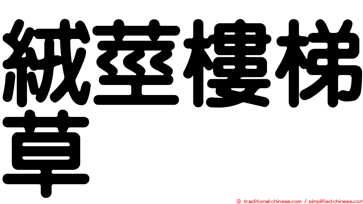 絨莖樓梯草