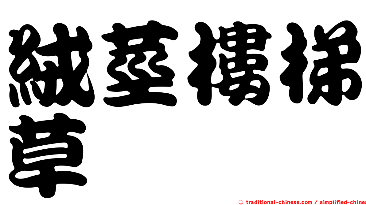 絨莖樓梯草