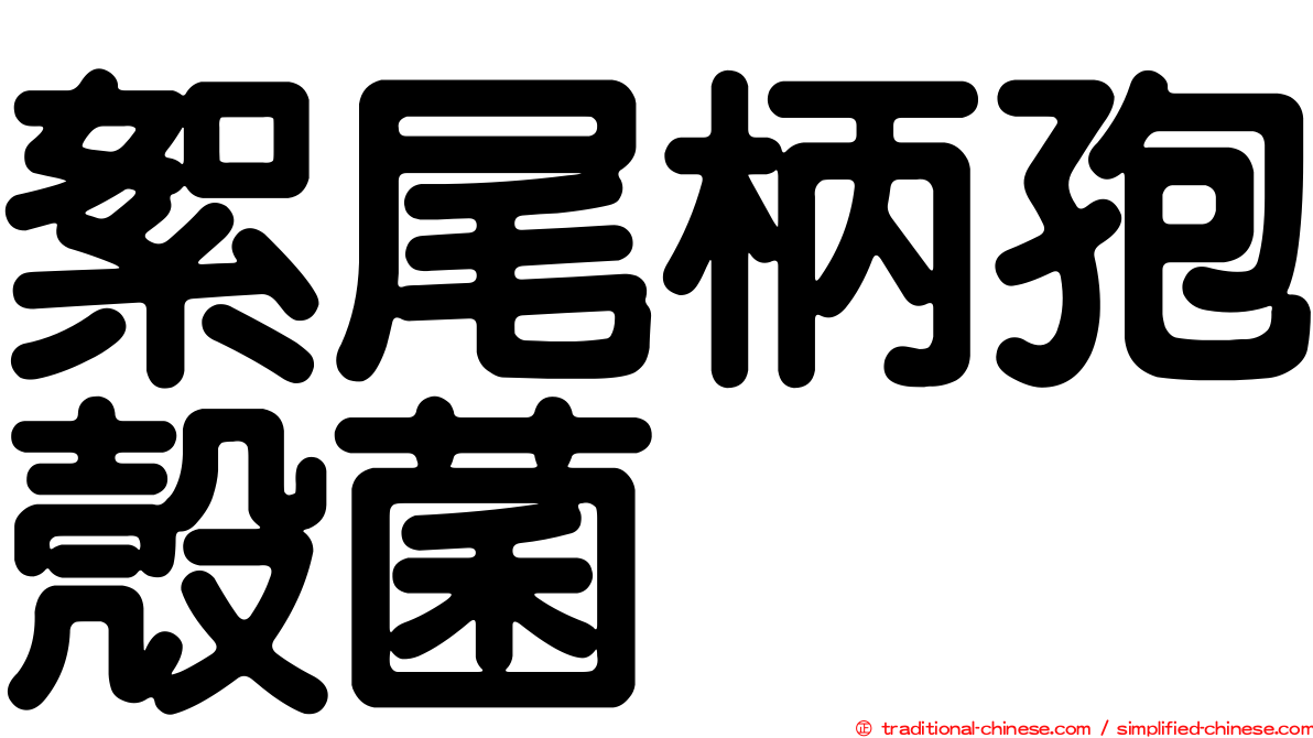 絮尾柄孢殼菌