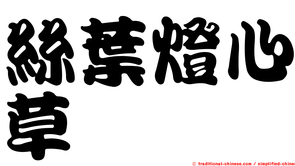 絲葉燈心草