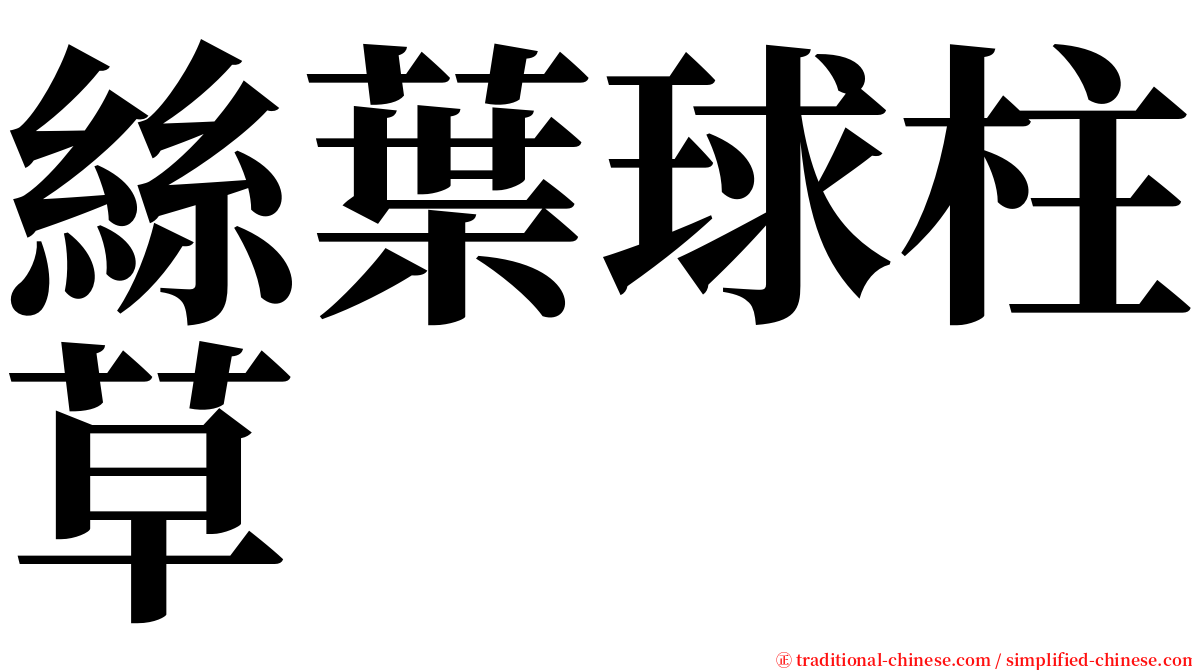 絲葉球柱草 serif font