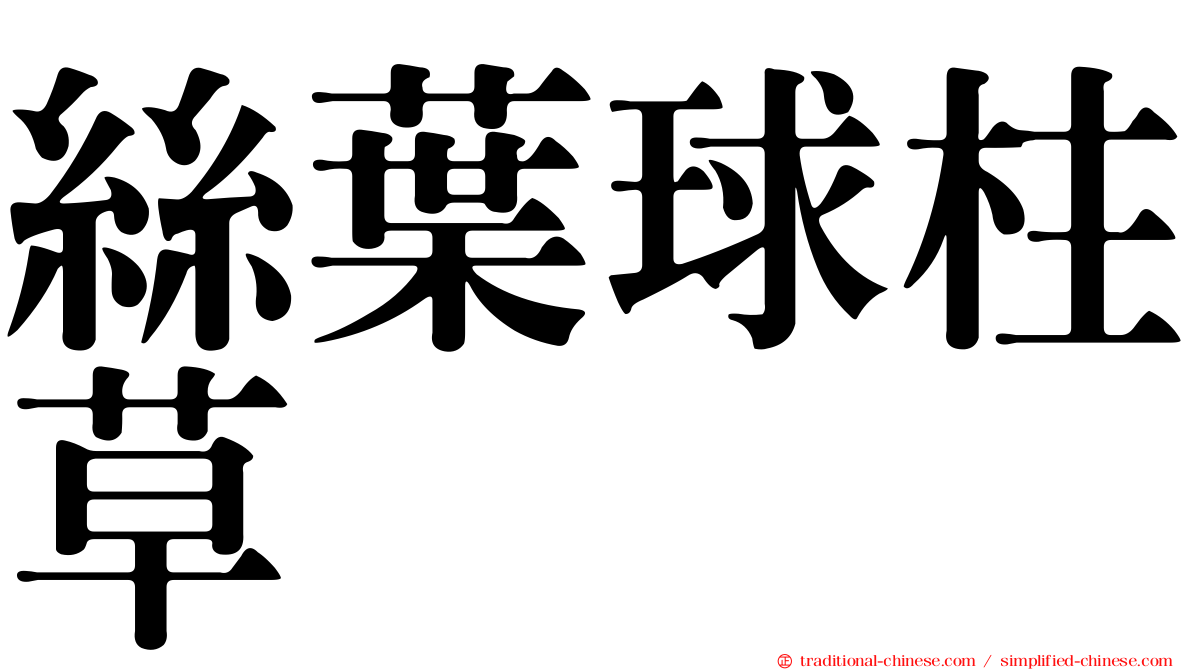 絲葉球柱草