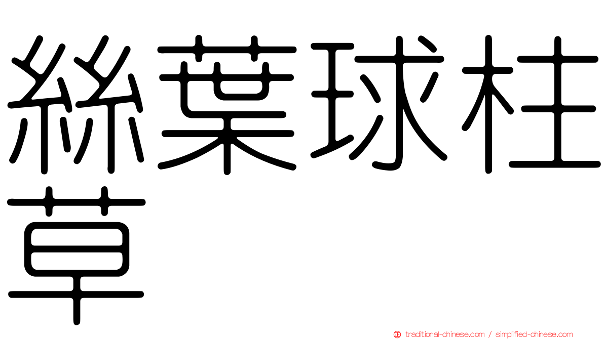 絲葉球柱草