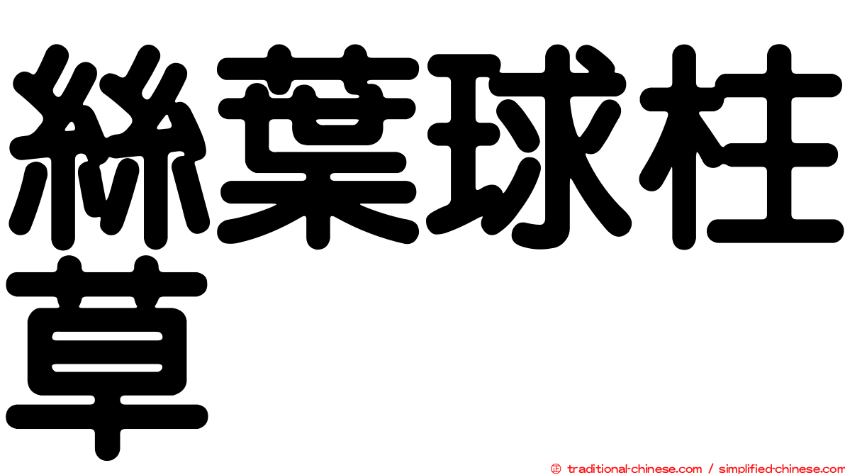 絲葉球柱草