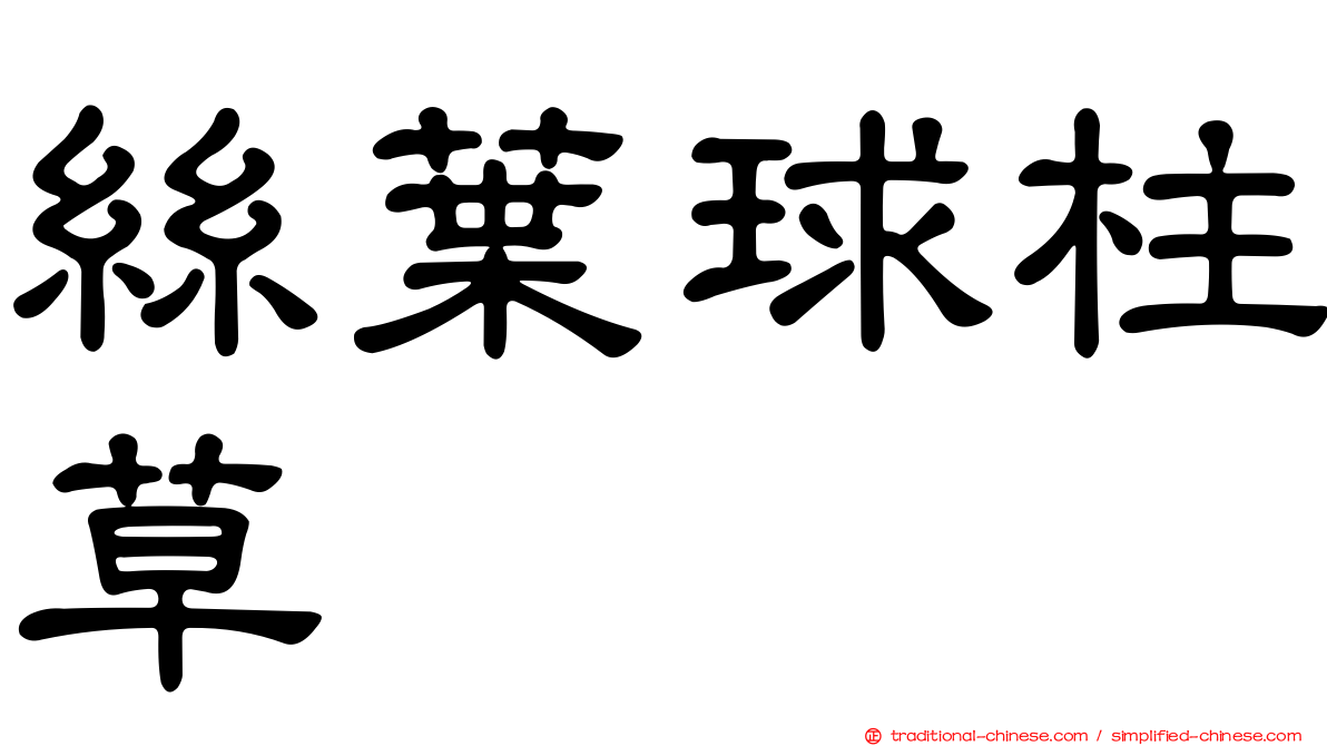 絲葉球柱草
