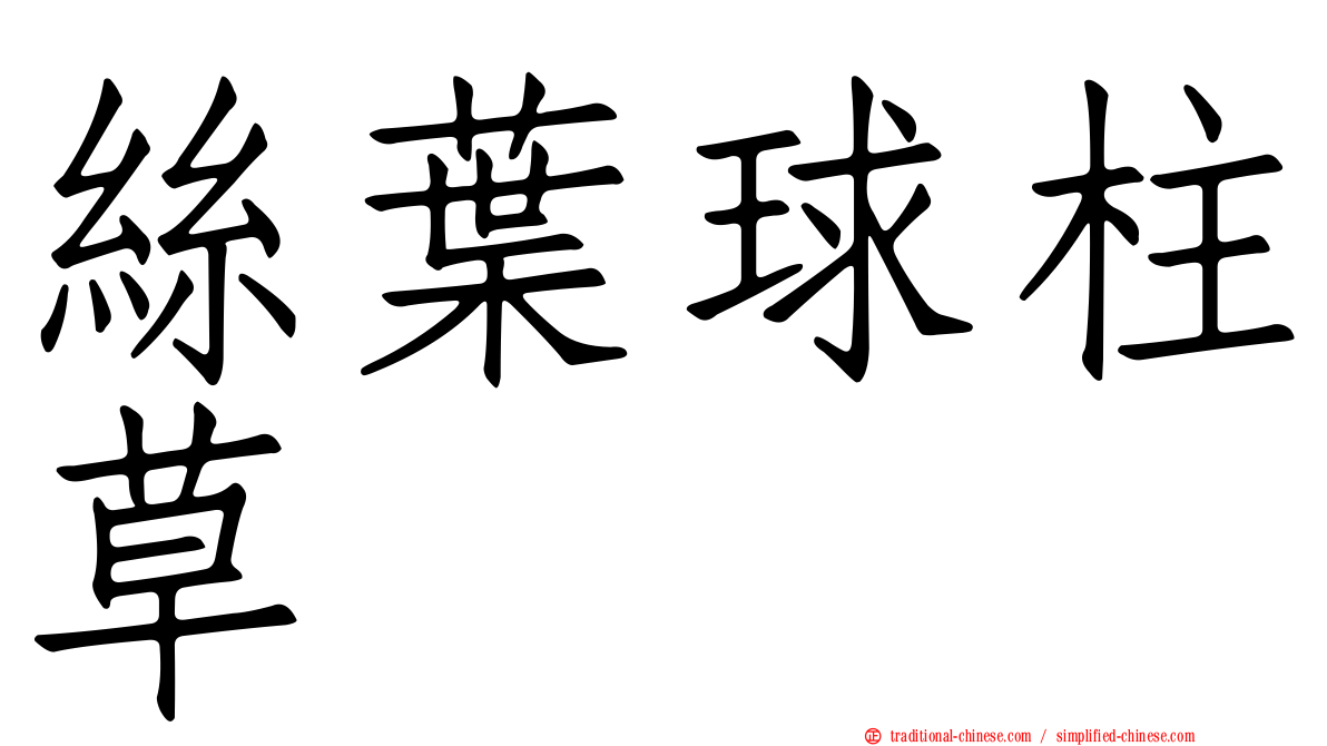 絲葉球柱草