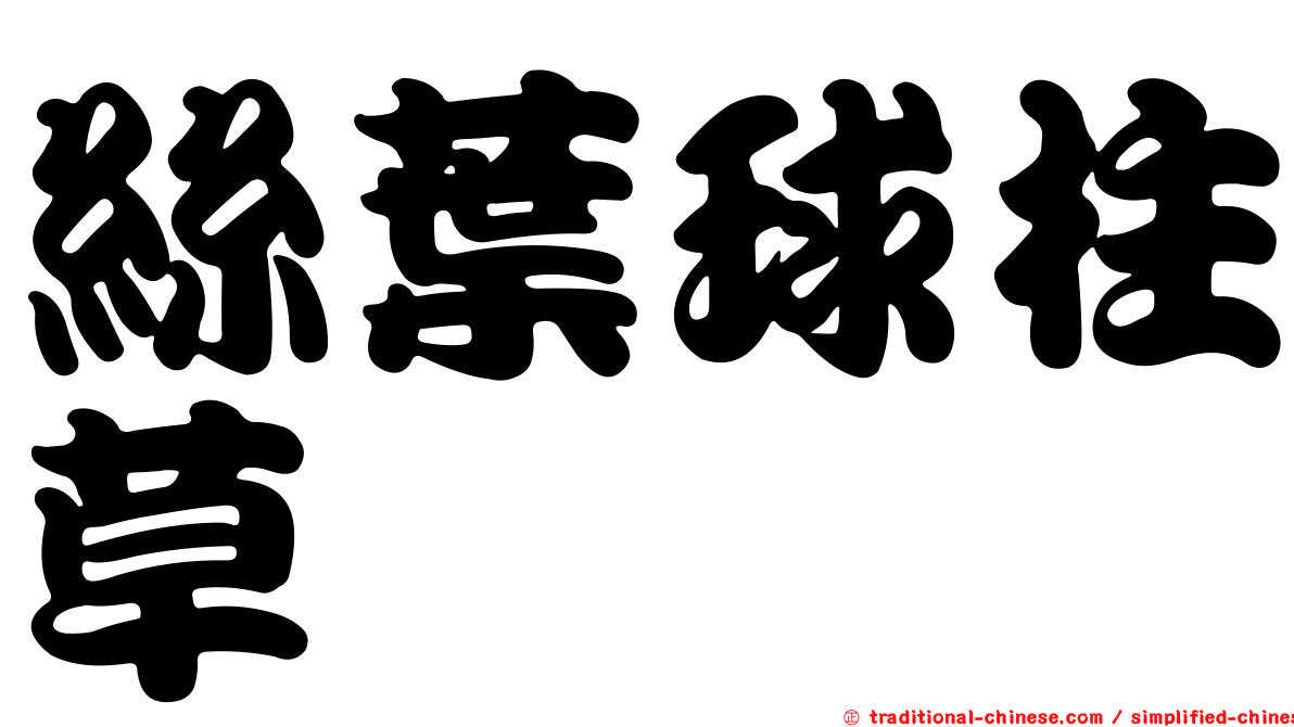 絲葉球柱草