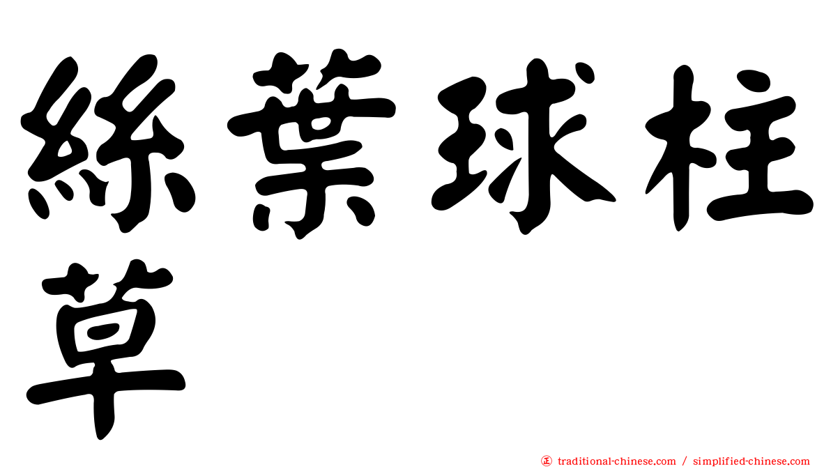 絲葉球柱草
