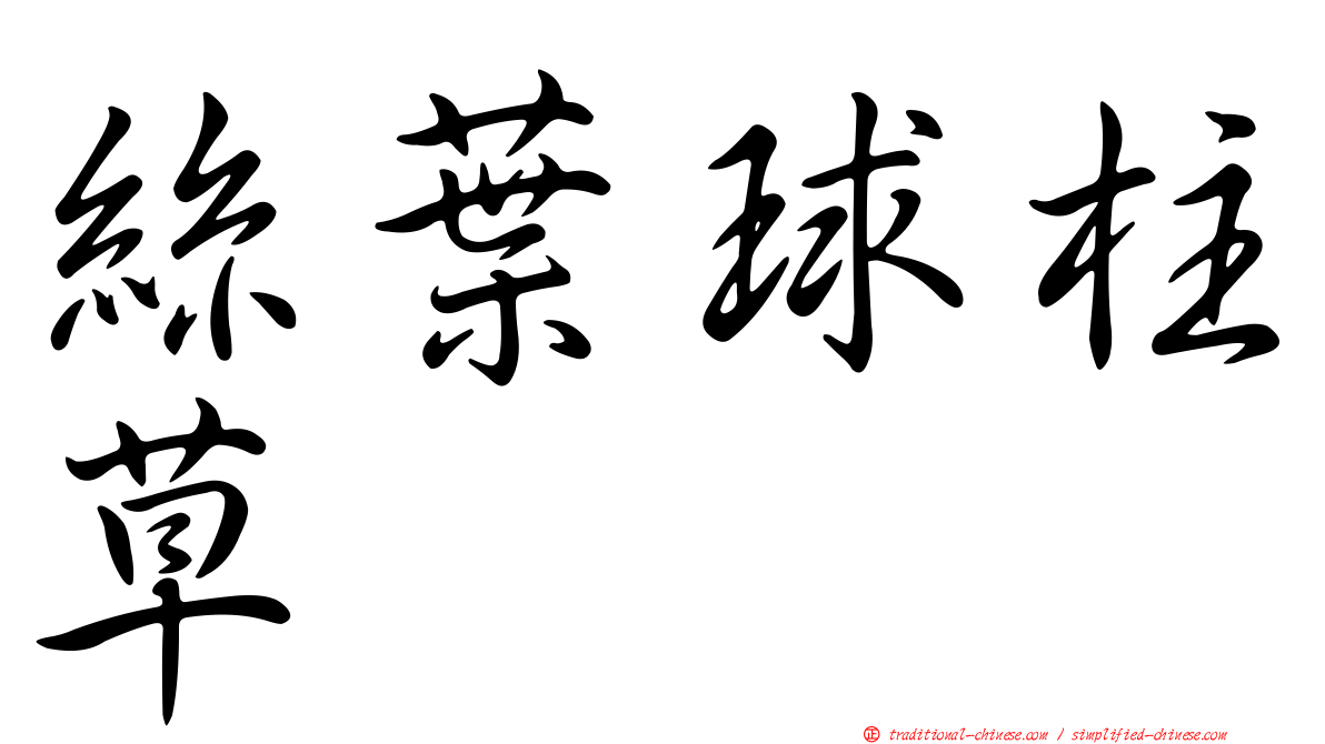 絲葉球柱草
