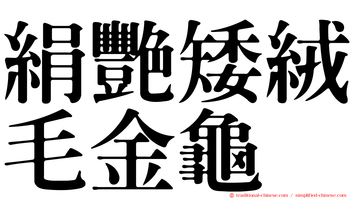 絹艷矮絨毛金龜