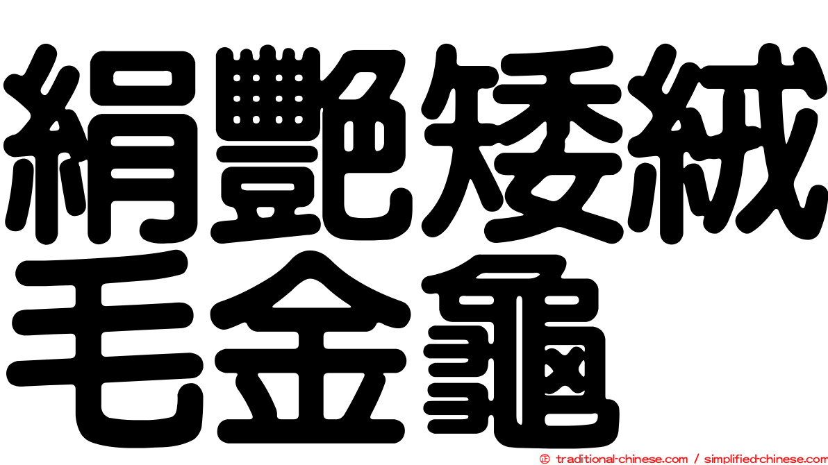 絹艷矮絨毛金龜