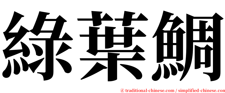 綠葉鯛 serif font