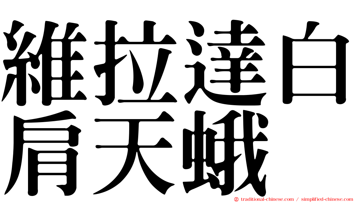 維拉達白肩天蛾