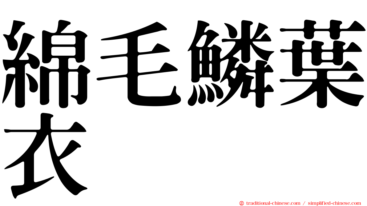 綿毛鱗葉衣