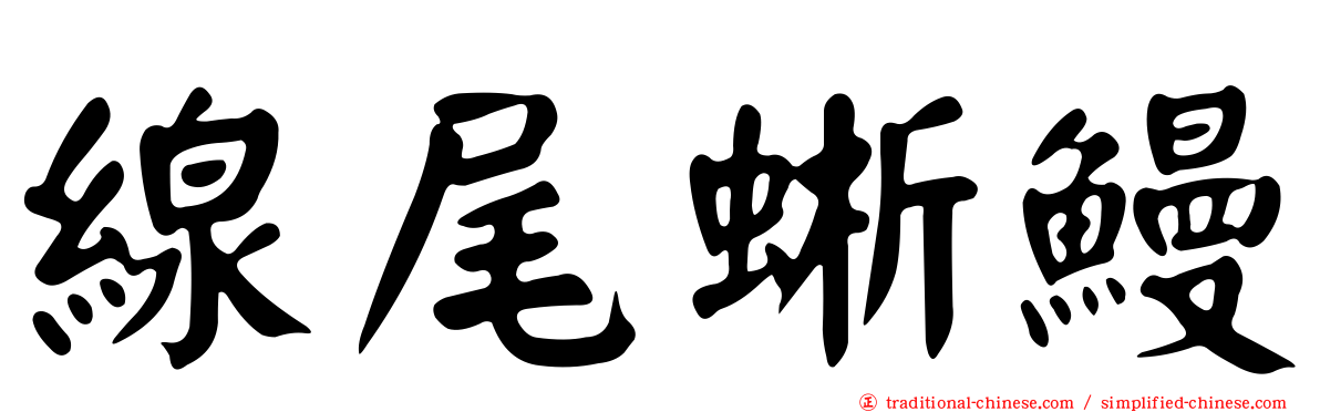 線尾蜥鰻
