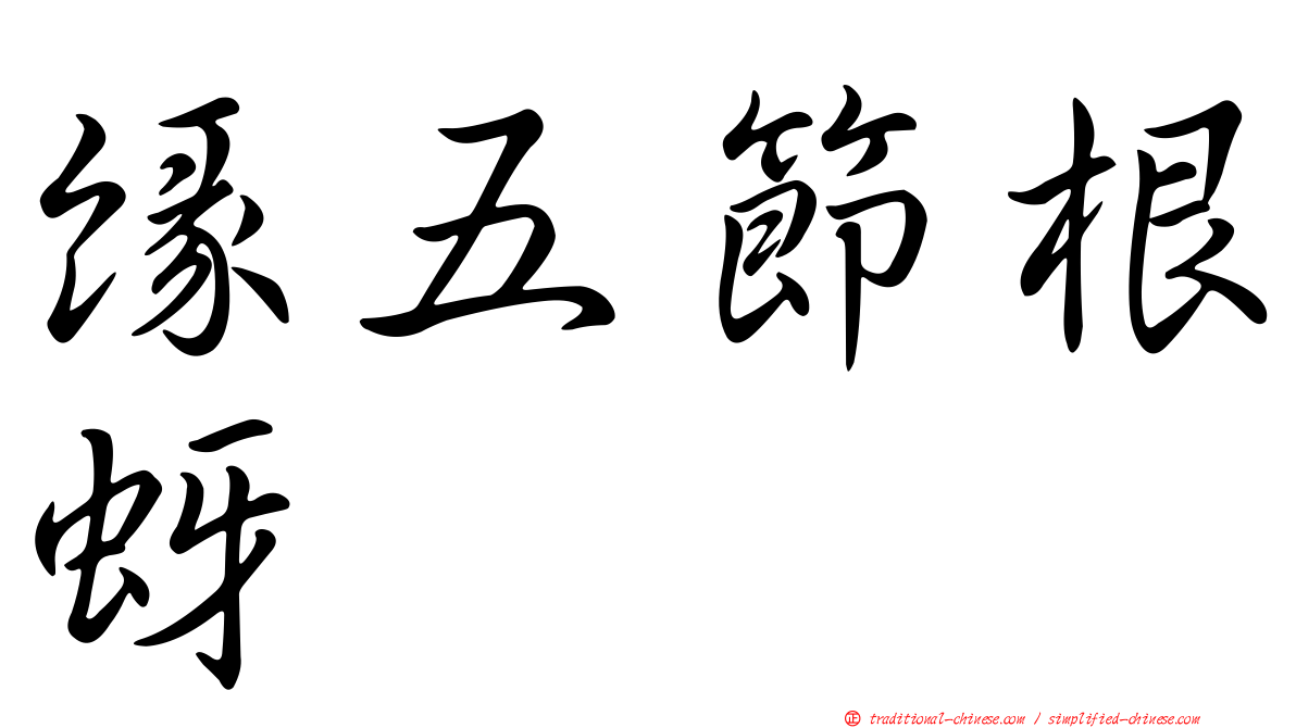 緣五節根蚜