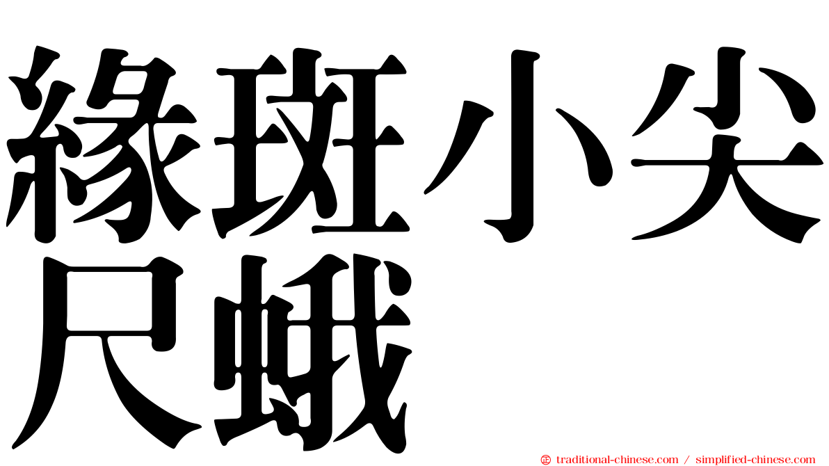 緣斑小尖尺蛾