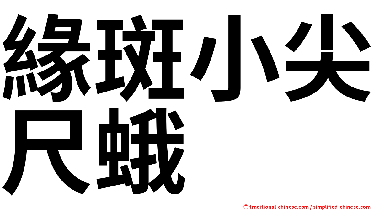 緣斑小尖尺蛾