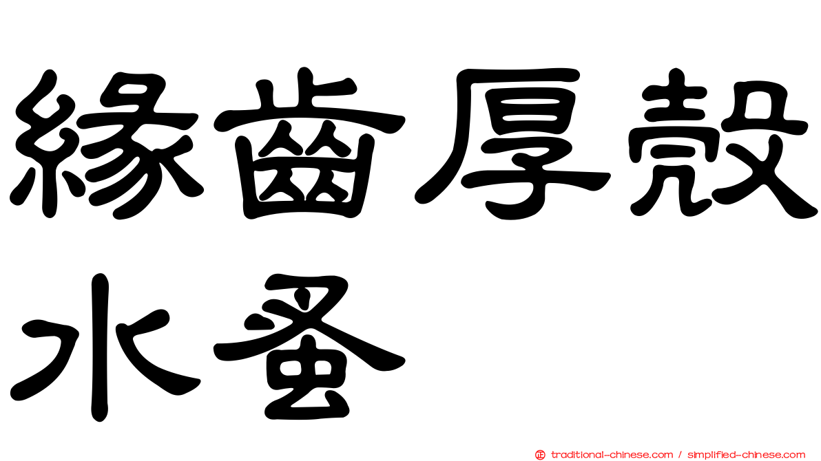 緣齒厚殼水蚤
