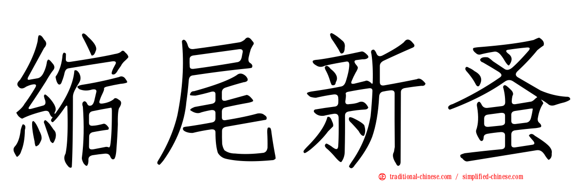 縮尾新蚤