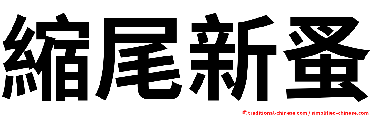 縮尾新蚤