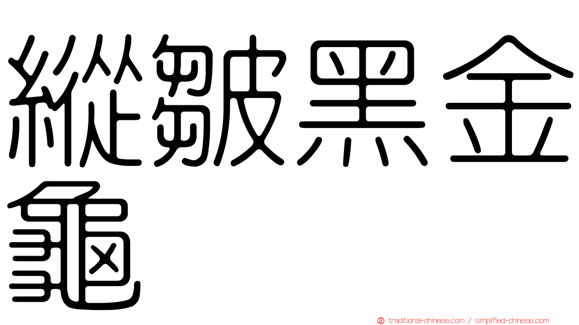 縱皺黑金龜