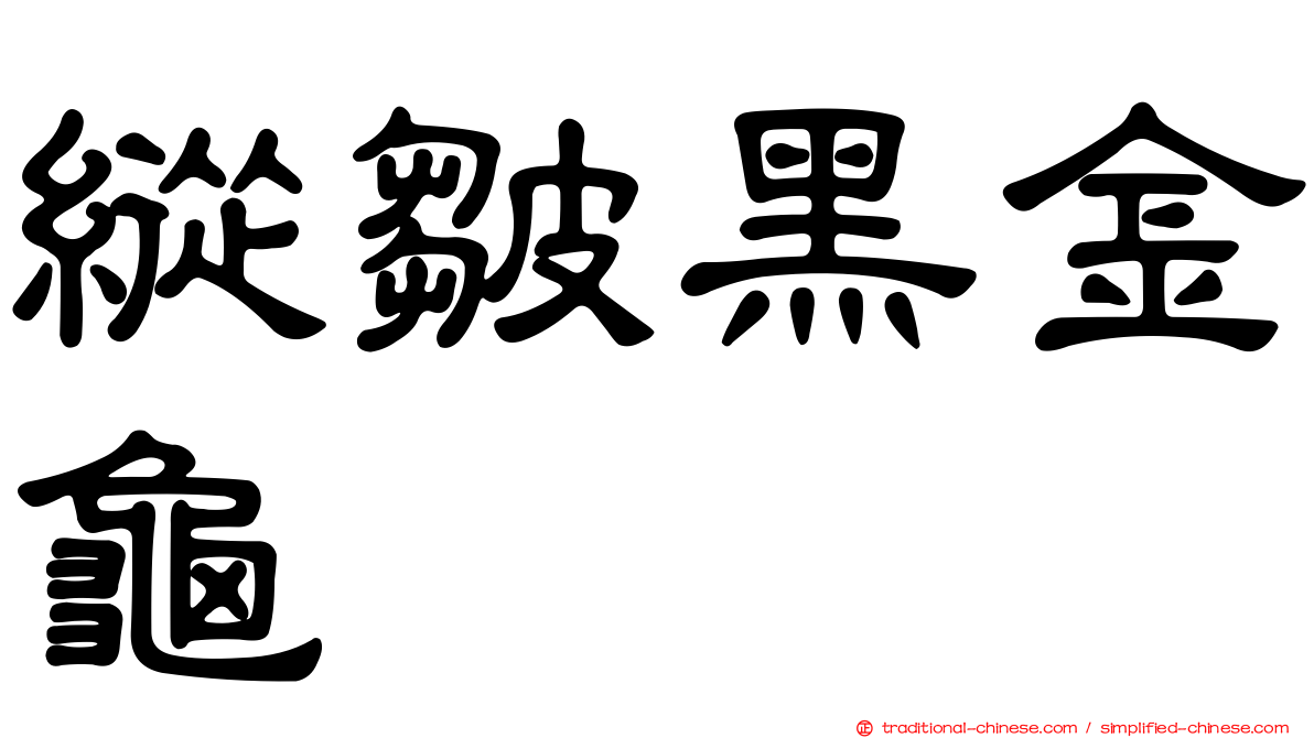 縱皺黑金龜