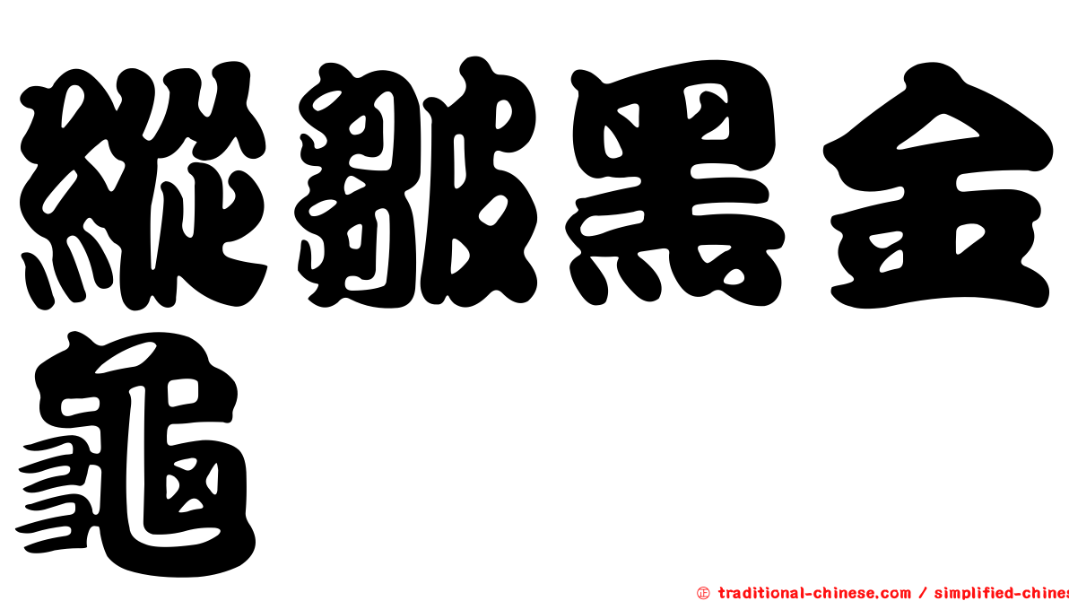 縱皺黑金龜