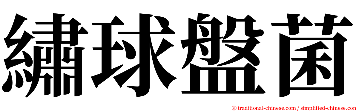 繡球盤菌 serif font