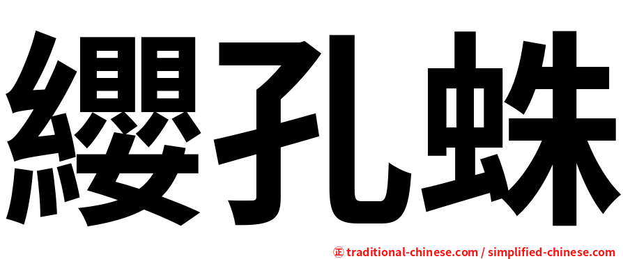 纓孔蛛