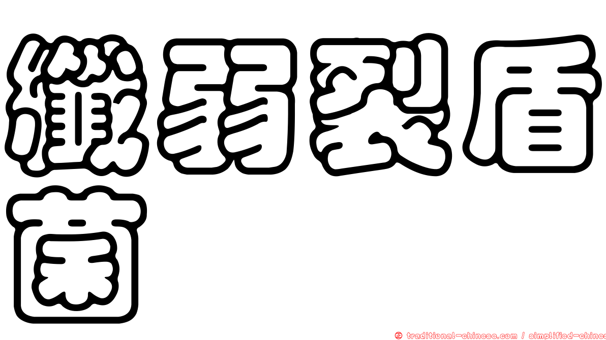 纖弱裂盾菌
